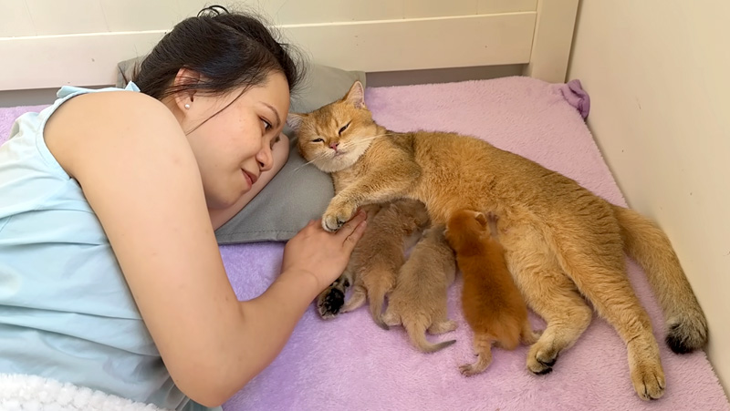 飼い主さんのそばが安心する母猫