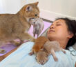 子猫を咥えて運んでくる母猫