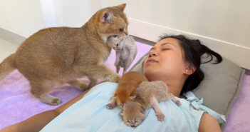 飼い主さんがどこで寝ても、子猫達を咥えて運んでくる母猫。飼い主さんの隣で安心しながら子育てする姿に心が温まる♡