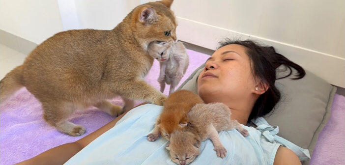 子猫を咥えて運んでくる母猫