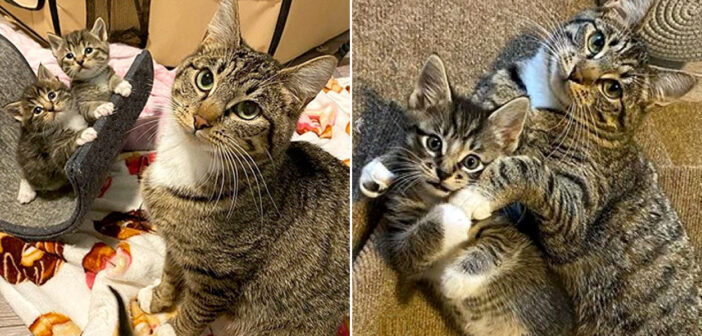 生まれてくる我が子のために、勇気を出して家の中に足を踏み入れた猫。人間の愛情に心を開き、幸せな毎日を歩み始める