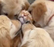子犬達と猫