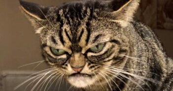 もしかして物凄く怒ってます!? いつも不機嫌そうな顔をしている猫さんが、次々とみんなの心を鷲掴みに! いつも怒っているように見える猫