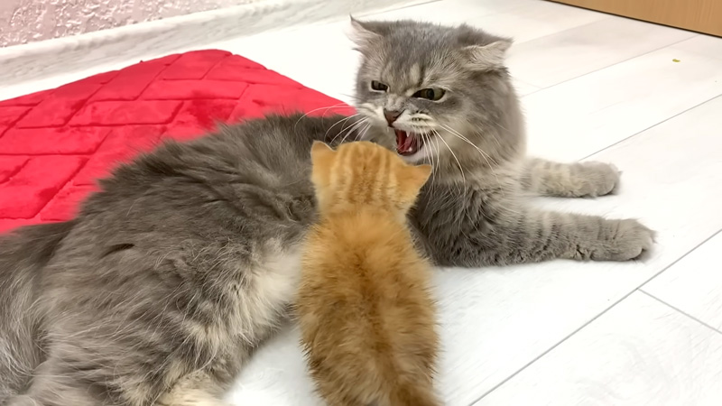 母猫に威嚇される子猫