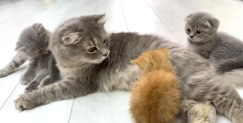 母猫のミルクを飲みたい子猫
