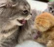 母猫に威嚇される保護子猫