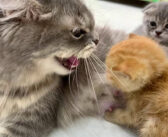初めて会った母猫に「シャー！」されてしまった保護子猫。それでもめげずに向かって行くと… 幸せいっぱいの光景が♡