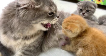 初めて会った母猫に「シャー！」されてしまった保護子猫。それでもめげずに向かって行くと… 幸せいっぱいの光景が♡