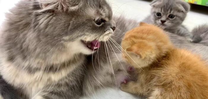 母猫に威嚇される保護子猫