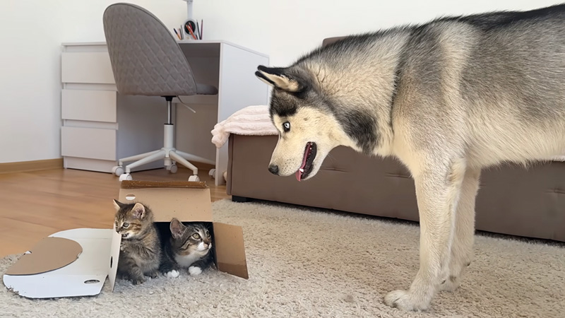 子猫達が気になるハスキー犬