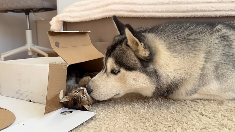 子猫達と遊ぶハスキー犬