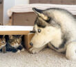 子猫達のことが気になるハスキー犬
