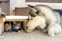 子猫達のことが気になるハスキー犬