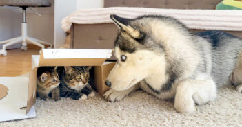 子猫達のことが気になるハスキー犬