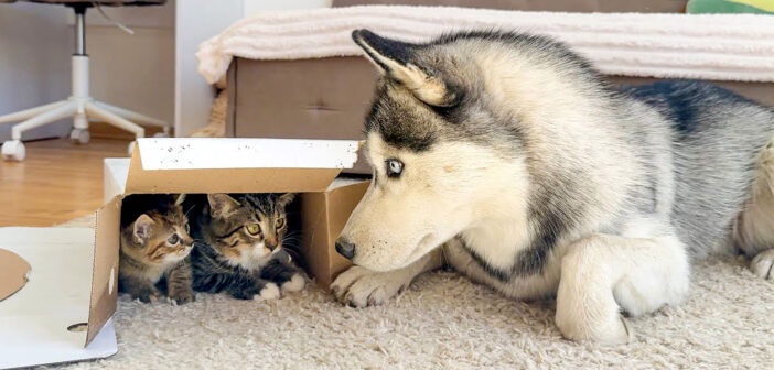 子猫達のことが気になるハスキー犬