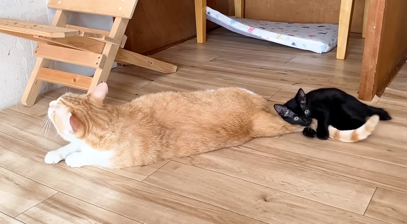先住猫から離れたくない子猫