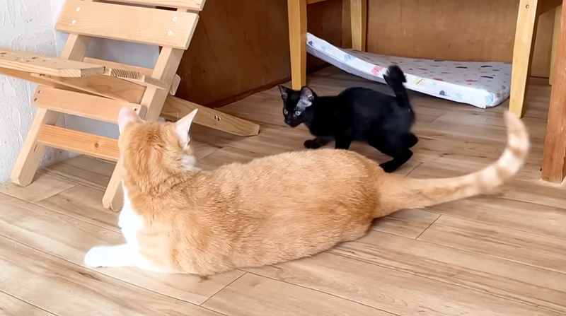 先住猫に怒られた子猫