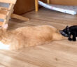 先住猫から離れたくない子猫