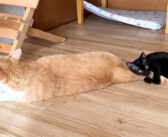 優しい先住猫から片時も離れたくない保護子猫。大好きな気持ちが止まらなくなって大変なことに (*´ｰ｀)