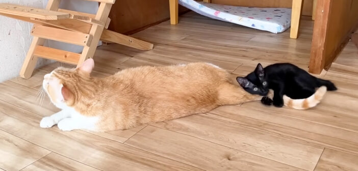 先住猫から離れたくない子猫