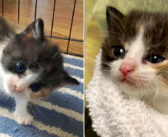 頭が傾いた状態で保護された子猫。自らの努力で出来ることを増やし続けて、ひとりで何でも出来ることを証明する！