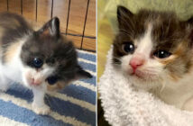 頭を傾けた子猫