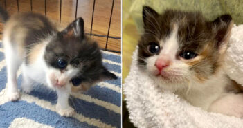 頭が傾いた状態で保護された子猫。自らの努力で出来ることを増やし続けて、ひとりで何でも出来ることを証明する！