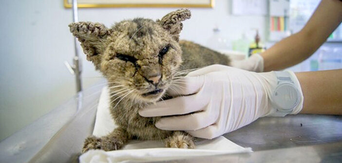 病気のため全身がひどい状態になっていた野良猫。決して諦めなかった人達のおかげで、本来の姿を取り戻す！
