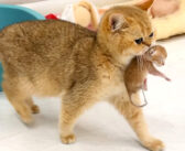 生まれたばかりの子猫をベッドへ運ぶ母猫。引越し先に満足すると、幸せいっぱいの姿を見せてくれた (*´ω｀*)♡