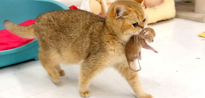 生まれたばかりの子猫をベッドへ運ぶ母猫。引越し先に満足すると、幸せいっぱいの姿を見せてくれた (*´ω｀*)♡