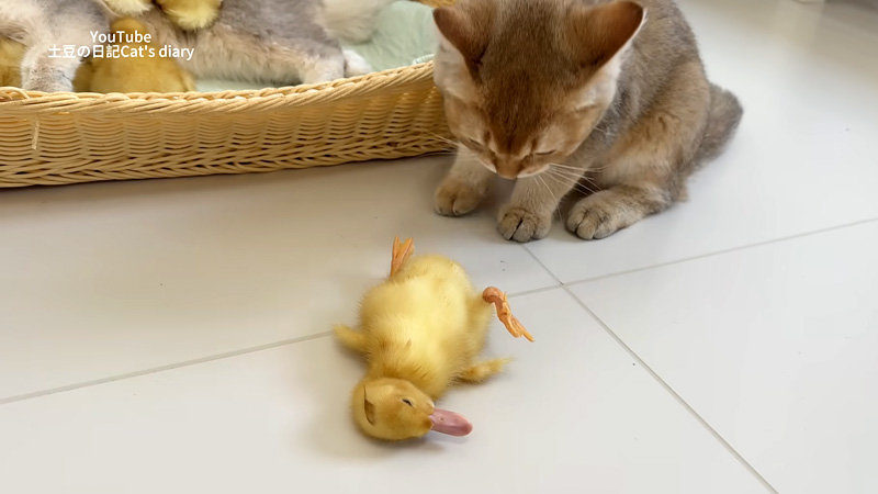 ヒナを助ける子猫