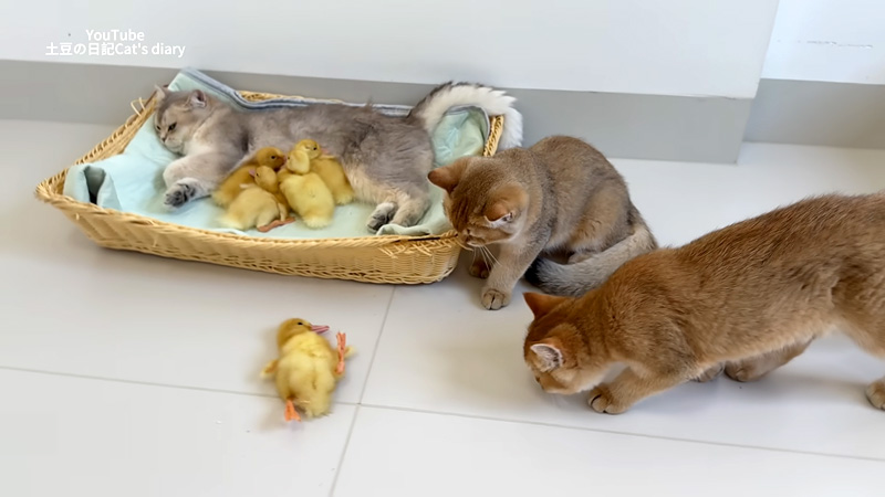 ヒナを助ける子猫達