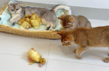ヒナを助ける子猫達