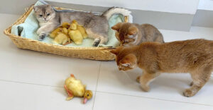 非常に稀な瞳を持つ猫さん。そのとっても不思議で魅力的な瞳が