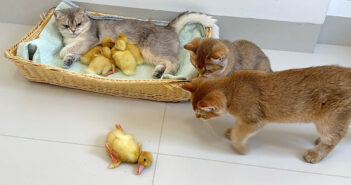 ヒナを助ける子猫達