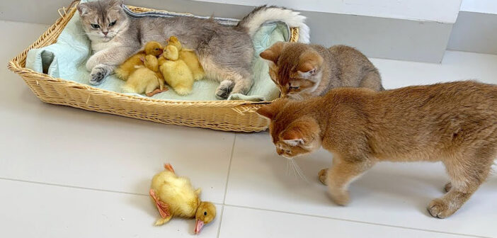 ヒナを助ける子猫達