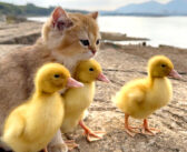 3羽のアヒルのヒナと一緒に旅に出た子猫。どこまでも子猫の後をついてくるヒナがとっても可愛かった♡
