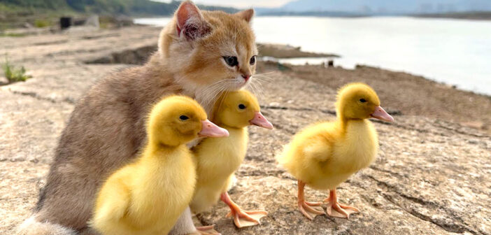3羽のアヒルのヒナと一緒に旅に出た子猫。どこまでも子猫の後をついてくるヒナがとっても可愛かった♡