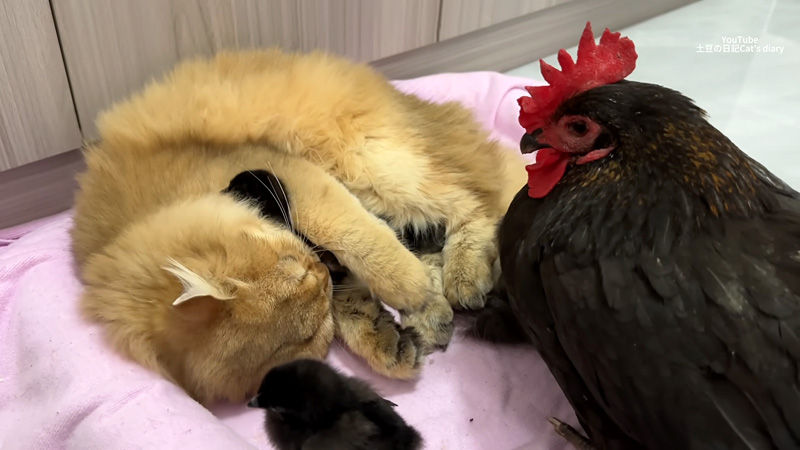ヒヨコ達を寝かしつける猫