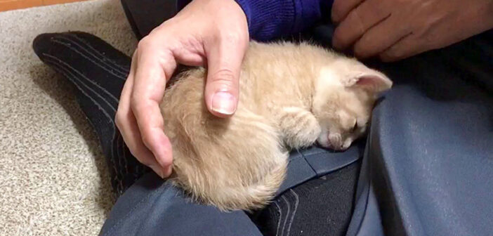「ここが落ち着くの」と何度も膝の上に戻ってくる子猫。その行動がとっても可愛くて、思わず心がホッとする (*´ω｀*)♡