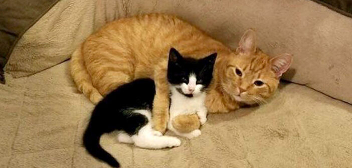 保護子猫のために里親さんを探し始めた男性。でも男性と暮らしていた愛猫は、ちょっと違う考えを持っていました ( *´艸`)