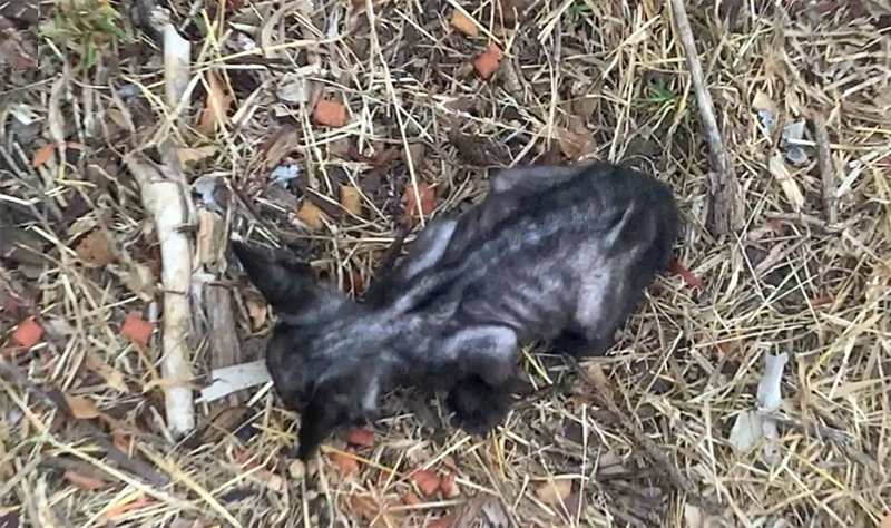 痩せ細った子猫