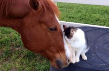 馬と猫
