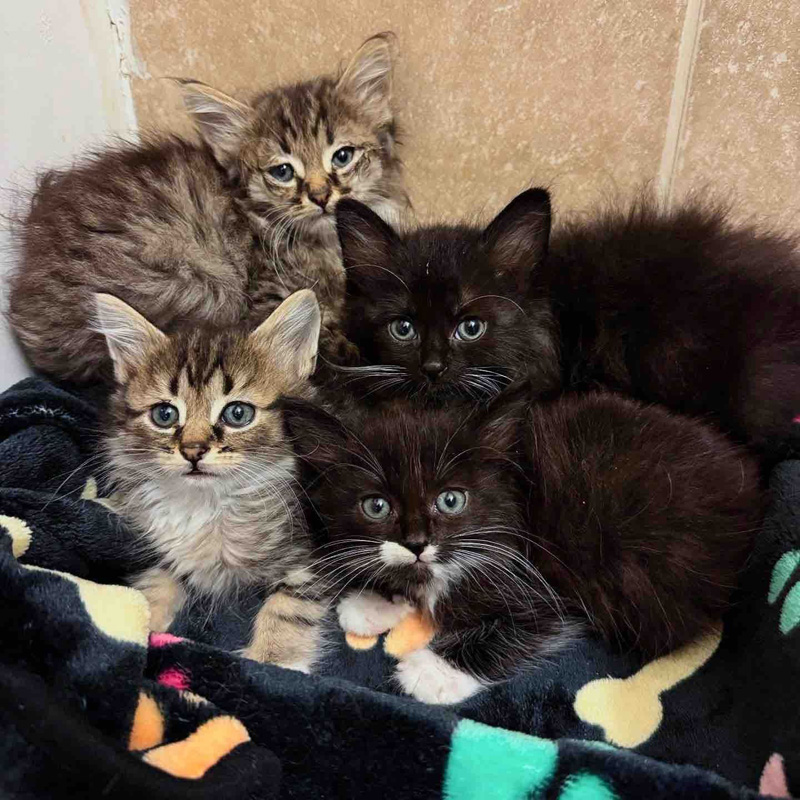 保護された子猫達