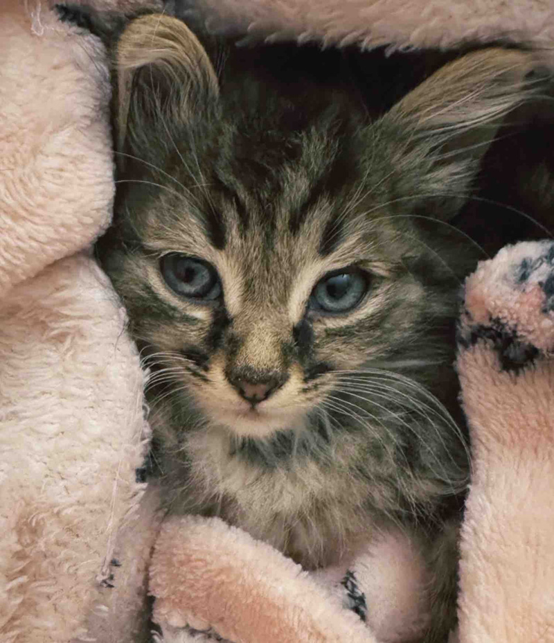 毛布で包まれた子猫