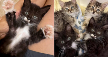 初めての室内生活に戸惑って、隅っこでうずくまっていた子猫達。人間の優しさに触れると、怯えていた心に大きな変化が 隅っこでうずくまっていた子猫達