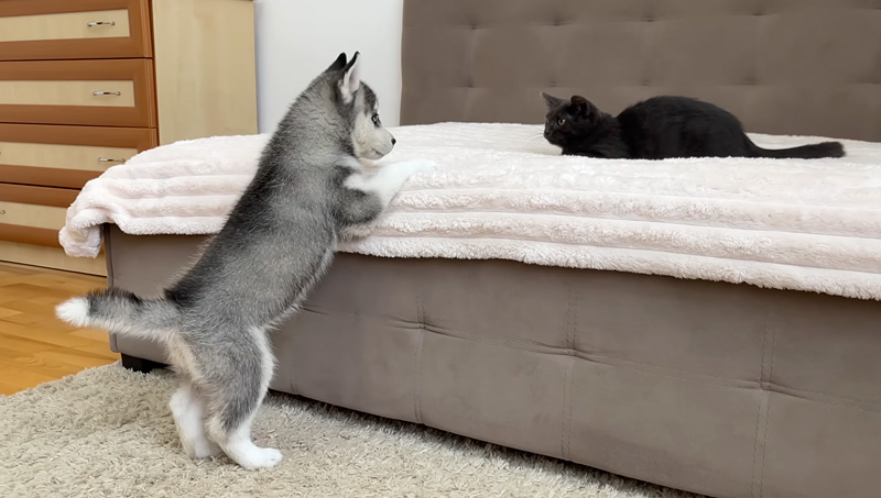 子犬と子猫の初対面