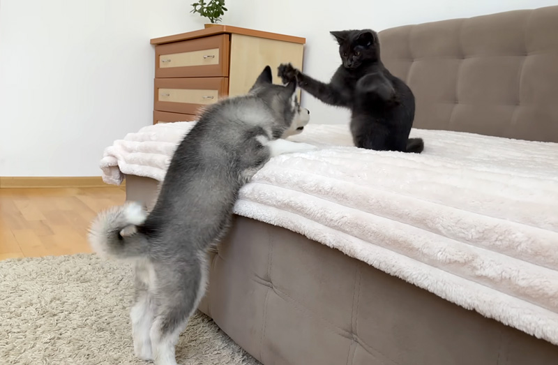 子犬と子猫の初対面