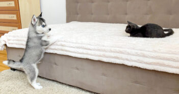 ハスキーの子犬と子猫が初対面! 何とかしてお友達になりたい子犬と、思わず手が出ちゃう子猫のやり取りが妙に可愛かった 子犬と子猫の初対面