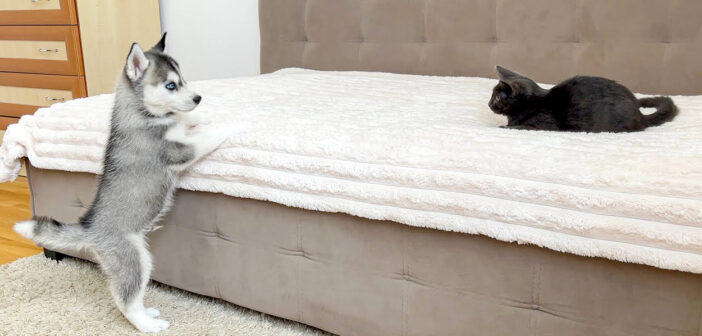 子犬と子猫の初対面